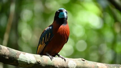 Closeup of a colorful broadbill bird with a bright blue beak perched on a branch in a lush green forest