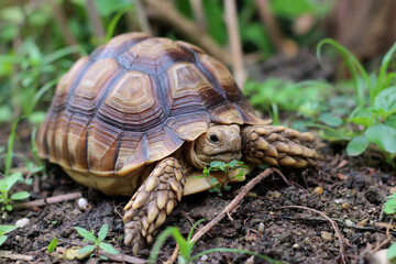 Obraz premium African Sulcata Tortoise Natural Habitat,Close up African spurred tortoise resting, cute animal
