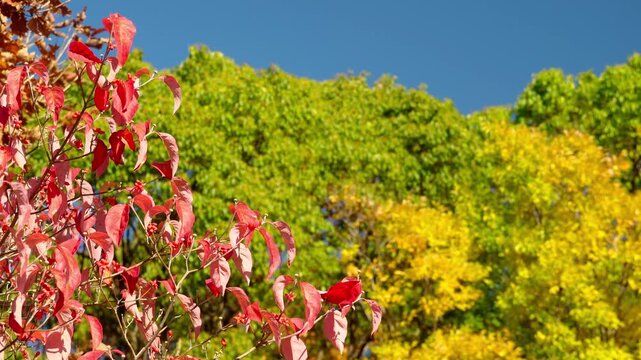 晩秋の晴れの日を彩るハナミズキの赤い葉と実