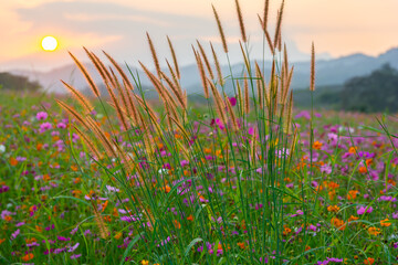 Obraz premium Close-up of grass plumes or foxtail grass in light of the setting sun against a brightly colored cosmos flower field peaceful summer evening, for themes of outdoor tranquility, wildflower scenery.