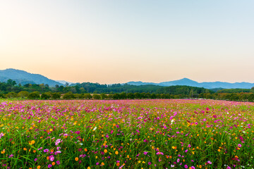 Wide angle view of a cosmos flower field including pink, purple, and yellow cosmos flowers with serene mountain backdrop under the soft, gentle light of sunset.