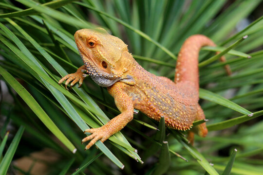Bearded dragon lizard on Natural Habitat ,Close up image of Inland Bearded Dragon (Pogona vitticeps), Australian Bearded Dragon 