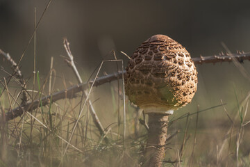 Im sanften Atem des Waldbodens erhebt sich dieser kleine Wanderer wie ein Hüter der Stille. Sein brauner Hut, geschmückt mit schuppigen Mustern, wirkt wie ein uralter Schild, der Geschichten aus verga