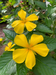 couple yellow flowers in garden