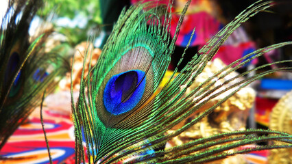 Colorful peacock feather in closeup