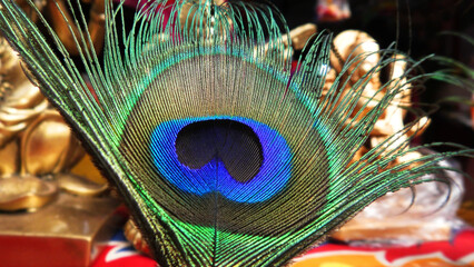 Colorful peacock feather in closeup