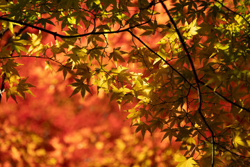 紅葉の季節