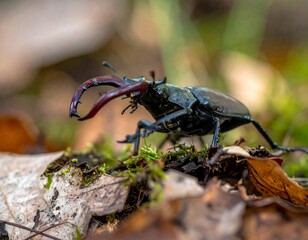 Close-up of a stag beetle with impressive mandibles, in the forest