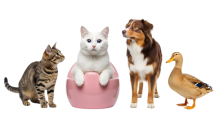 Cat dog and duck group isolated on transparent background