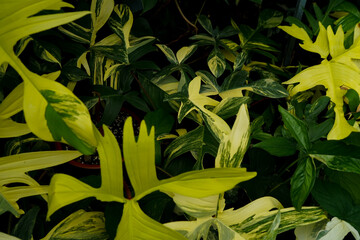 Moody tropical foliage with large Monstera, Philodendron, and Palm leaves in dramatic light and shadow under a lush canopy.   © lacastudio