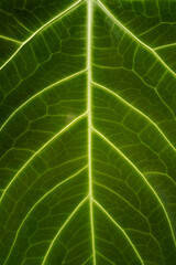 super close up of Anthurium leaves texture, showing its beautiful unique pattern, detail shot, leaves pattern