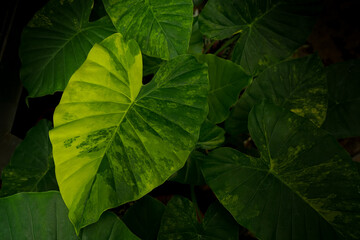 close up of Alocasisa variegated leaves, inside a tropical greenhouse, rare indoor plants © lacastudio