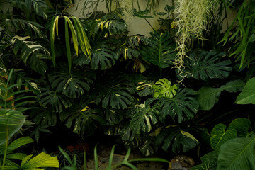 Scenery of tropical plants, indoor garden, huge green leaves, including monstera philodendron anthurium and alocasia plants © lacastudio