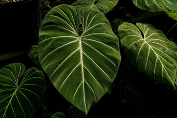 close up of Philodendron gloriosum leaves, dark leaves indoor plants, tropical garden, heart leave philodendron   © lacastudio