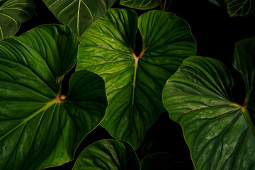 close up of heart leaves Philodendron, showing its silvery pattern shining on big leaves, tropical garden, dark foliage © lacastudio