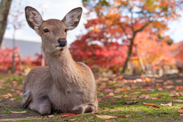 A beautiful Sika deer standing alert, framed by brilliant red autumn maple trees on a sunny day in the historic Nara Park, Japan.