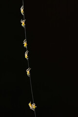 Spiderlings descending silk thread in a line