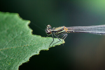 Damselfly perching on a green leaf outdoors
