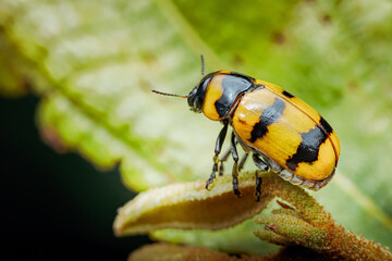 Yellow and black beetle detailed close-up on leaf