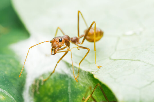 Red weaver ant crawling on green leaf macro