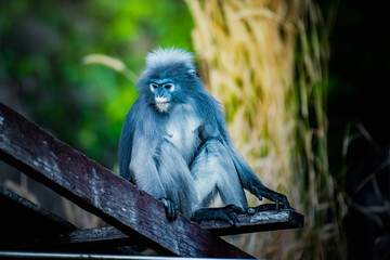 Dusky langur monkey sitting on wooden beam