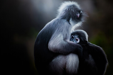 Obraz premium Dusky leaf langur mother embracing baby monkey