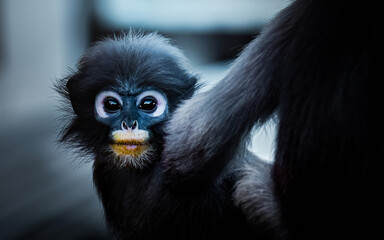 Baby spectacled langur monkey close-up portrait looking