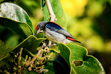 Mistletoebird perching on leafy branch in natural habitat