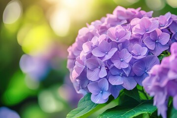 A vibrant bouquet of purple hydrangeas, their delicate petals and lush green leaves creating a stunning visual spectacle.