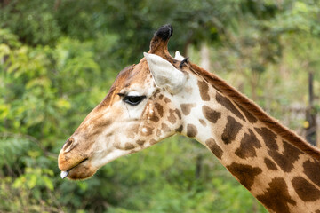 Giraffe grazing in lush savannah wildlife habitat close-up view serene environment