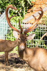 Majestic deer displaying antlers nature reserve wildlife green environment close-up animal behavior