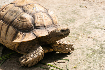 Turtle crawling ground nature reserve wildlife natural habitat close-up view unique behavior