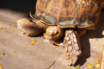 Naklejka premium Turtle crossing path nature wildlife outdoor close-up view conservational awareness