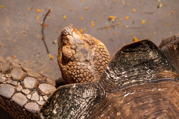 Turtle close-up wildlife sanctuary animal natural habitat top-down view conservation awareness