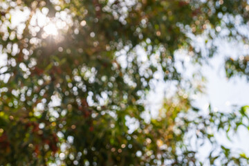 Nature discovery sunlit trees in a serene outdoor setting evoking peace and tranquility