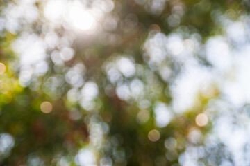 Sunlight streaming through leafy canopy nature scene outdoor blurred view peaceful atmosphere