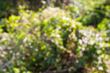 Exploring verdant growth in a lush forest nature vibrant green environment