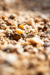 Exploring colorful pebbles sandy beach nature coastal environment close-up view
