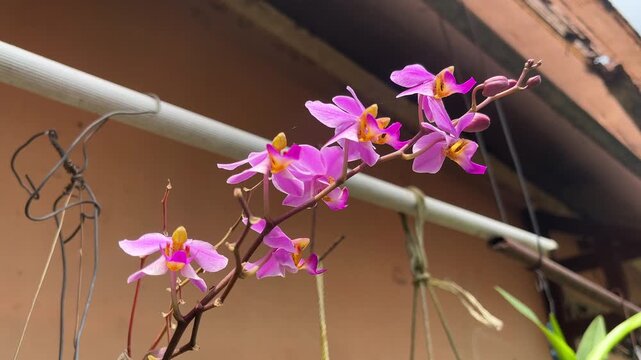 Pink Phalaenopsis or Moth dendrobium Orchid flower on tropical garden. Agriculture idea concept design. Close up view. low angle. bottom.