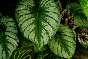 close up of heart leaves Philodendron, showing its silvery pattern shining on big leaves, tropical garden, dark foliage © lacastudio