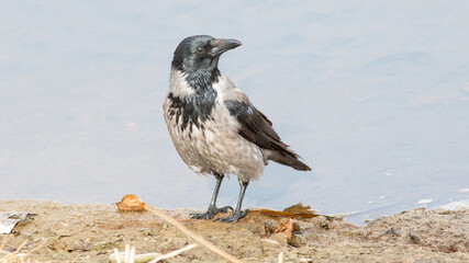 black vulture on the beach