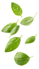 Fototapeta premium Fresh green basil leaves falling isolated on transparent background