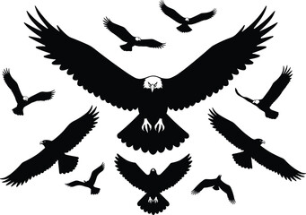 Silhouette of flying eagles in various poses, majestic bald eagle with wide wings spread, symbol of freedom, power, strength, and nature