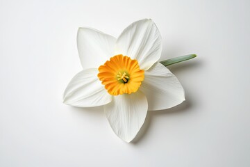 A vibrant yellow daffodil with white petals and a bright orange center blooms against a stark white background, drawing the eye with its vivid colors and contrasting shapes.