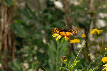 butterflies with yellow daisies and dense green foliage © Brenda