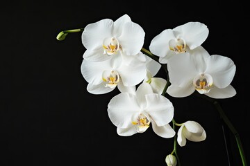 A white orchid with delicate petals and a yellow center, set against a dark background.