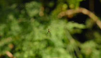 spider on the leaf