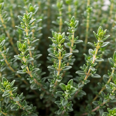 Fototapeta premium “Comprehensive Visual Collection of Herbal Plants in Natural, Minimalist, and Botanical Styles”