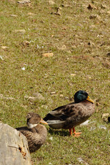 Close-up to a duck on a farm during a bright day