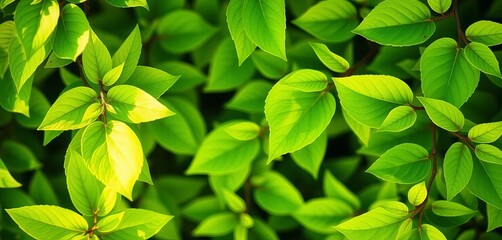 Vibrant green spring leaves forming a natural background,  detail,  foliage